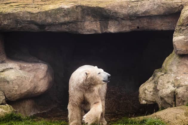 Hamish has been discovering his new home at Yorkshire Wildlife Park