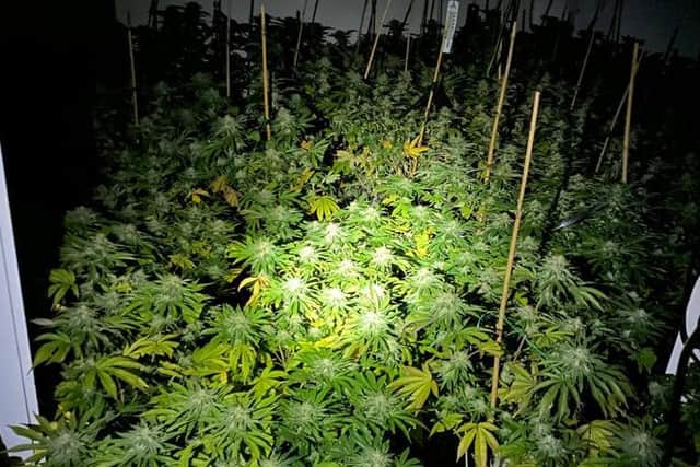 Large cannabis farm discovered at house in Tickton, East Yorkshire