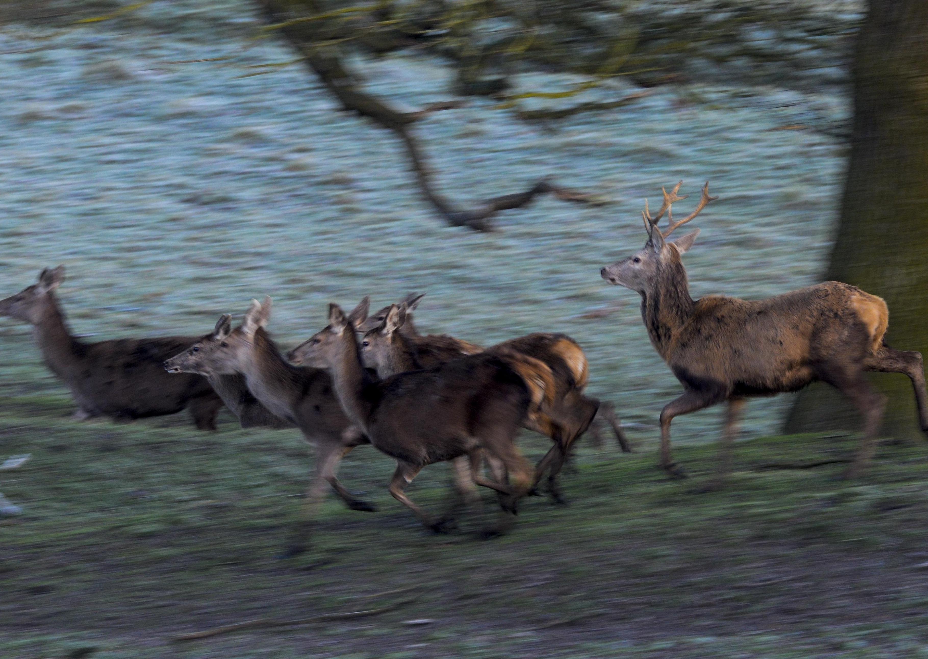 How buying venison can avert Covid catastrophe Sam Carlisle