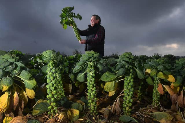 Sprout grower John Clappison at his farm near Beverley Picture by Simon Hulme