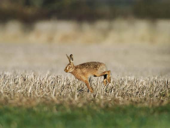 A brown hare enjoying the early morning sunrise in a stubble field near Harewood Picture: James Hardisty