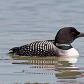 The great northern diver is a favourite among birds spotters