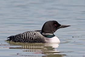 The great northern diver is a favourite among birds spotters