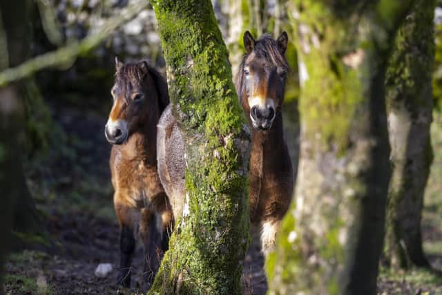 Exmoor ponies Reddycombe and Cannerhaugh getting used to their new home at Malham Tarn