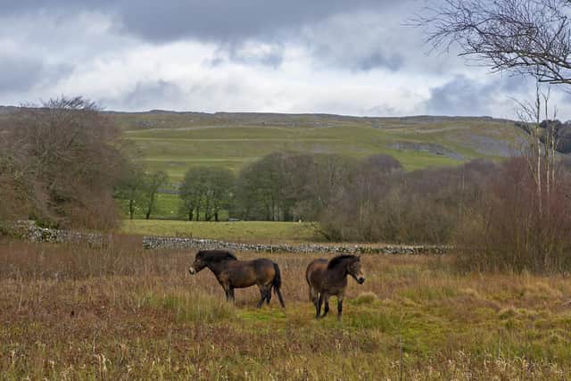There's now a small herd of four ponies at Malham Tarn