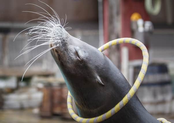 Merlin the sea lion performs at Flamingo Land - help from Barclays has helped pay for the feeding of the attraction's animals during the lockdown.