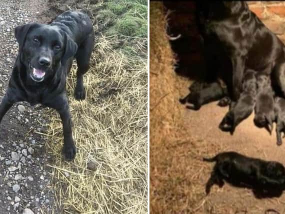 Seven Springador puppies, and their mother, have been stolen from a farm in Yorkshire