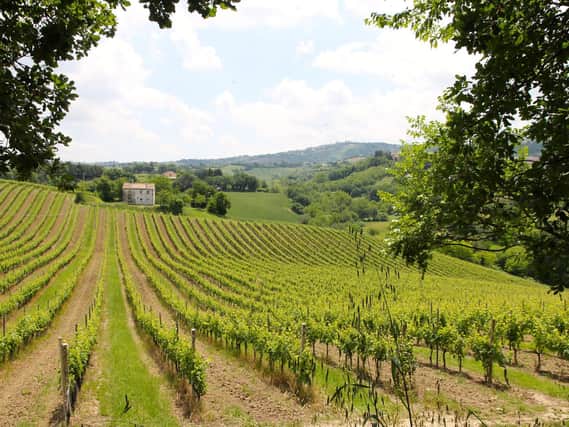 Try a Verdicchio from the rolling hills of the Marche.