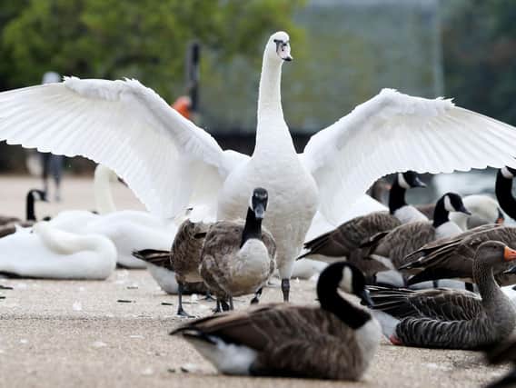 File pic: Officers are investigating the death of a swan in a pond in Hull   Picture: Jonathan Brady/PA Wire
