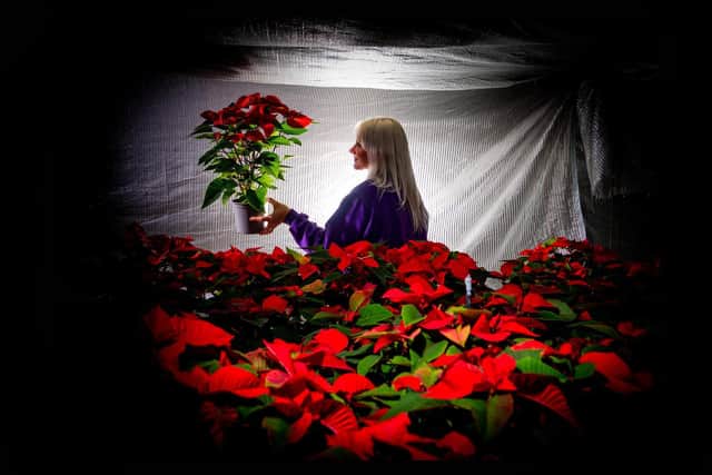 The sisters' Dad, Mike O'Brien, who died three years ago was one of the first commercial growers of poinsettias in England Picture: James Hardisty