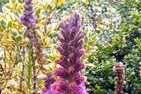Liatris produce upright and sturdy stems that will remain attractive for many months.