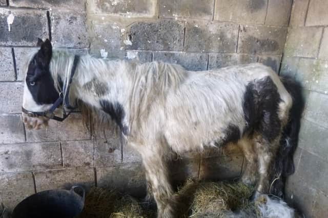 Sara Leanne Turner, 36, neglected two piebald cobs and left them in a “tragic” condition before RSPCA officers arrived to rescue the dying animals.