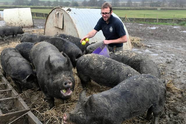 Mark Little with some of the pigs on the farm