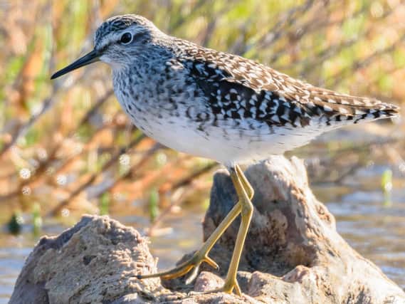 The wood sandpiper is showing increasing numbers