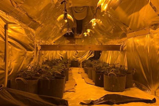 Cannabis plants discovered at house in Beverley, East Yorkshire. Picture: Humberside Police