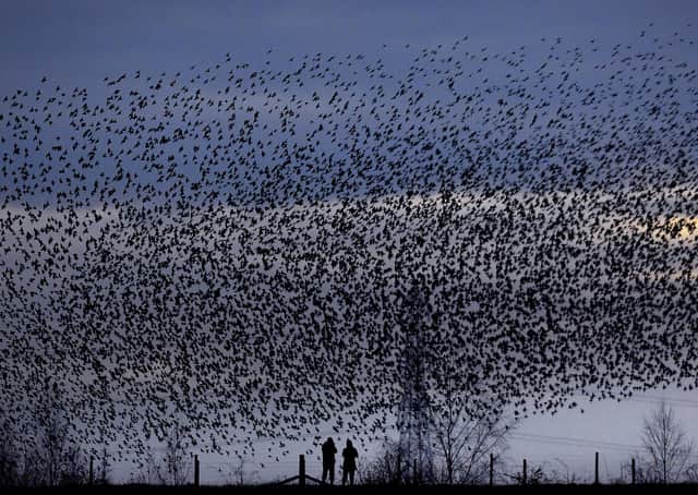 A couple watch a murmuration of Starlings at Fairburn Ings Nature Reserve, near Castleford. Picture by Simon Hulme