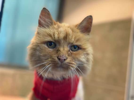 The long-haired ginger female, who has been affectionately named Honey, was saved from drowning after being thrown from a car