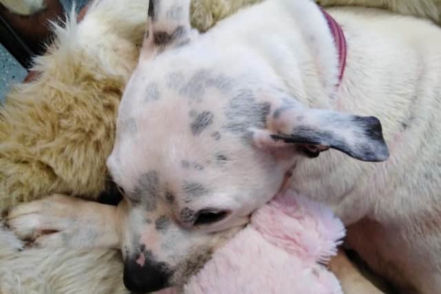 Marie Fletcher was found to have left her Staffordshire bull terrier, named Charlie, with a "chronic, untreated skin condition" and taken to court by the charity.
