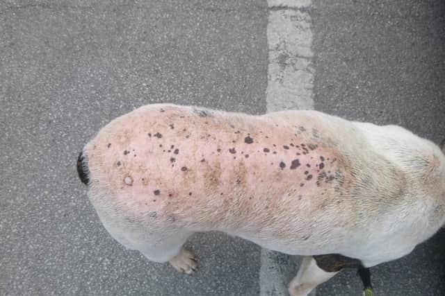 Marie Fletcher was found to have left her Staffordshire bull terrier, named Charlie, with a "chronic, untreated skin condition" and taken to court by the charity.