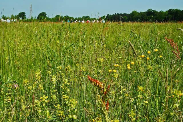 More than 1,000 invertebrates have been recorded at the Three Hagges Woodmeadow Project