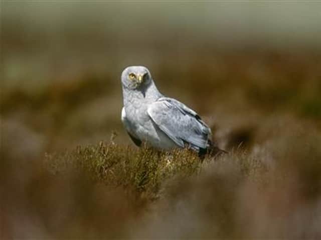 Hen harriers are now rare and critically endangered