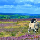 Tourism in the North York Moors brings in 8.38 million visitors annually, who spend £730m and support 11,290 full-time equivalent jobs