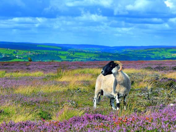 Tourism in the North York Moors brings in 8.38 million visitors annually, who spend £730m and support 11,290 full-time equivalent jobs