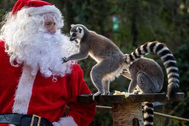The Tropical Butterfly House, Wildlife & Falconry Centre, North Anston, near Sheffield, had a very special guest arrive today Santa Claus, along with a few of his helpers to drop-off a few presents for the animals.