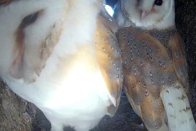 Gylfie's new love is an owlet rehabilitated by Robert.