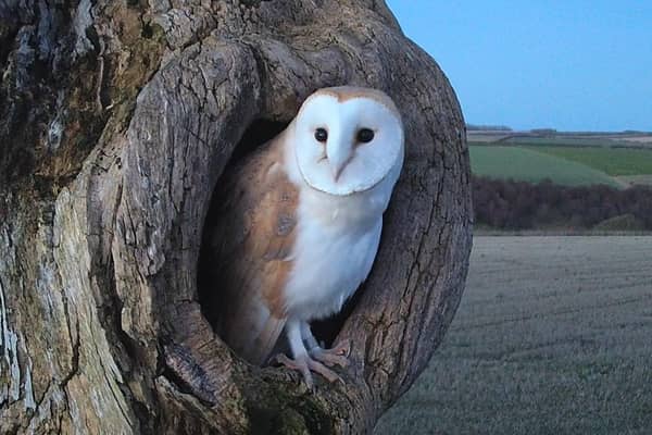 Howard the owl named for the place he was found, Castle Howard