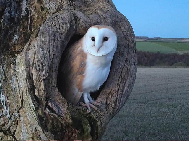 Howard the owl named for the place he was found, Castle Howard