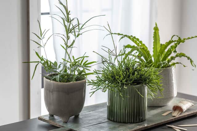 House plants are here to stay thanks to the health benefits they bring