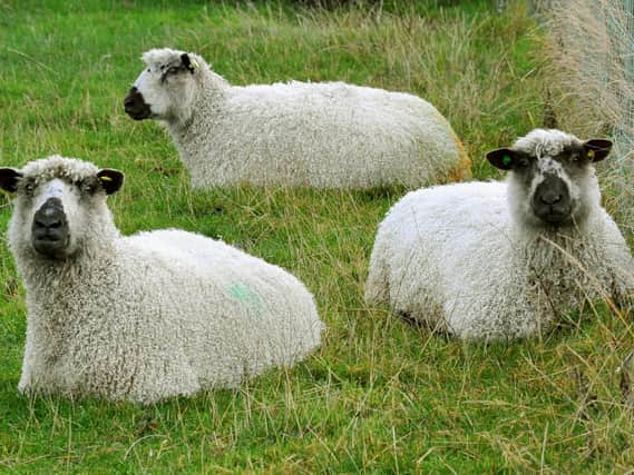 Teeswater sheep have been added to the Rare Breed Survival Trust Watchlist this year