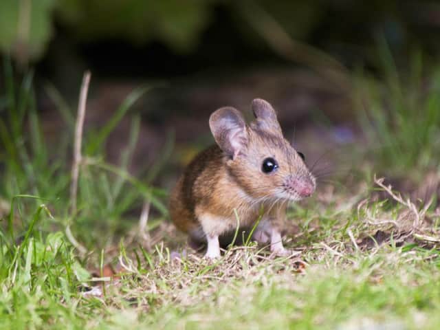 Small mammals are vital for our eco system and are their importance is often overlooked.