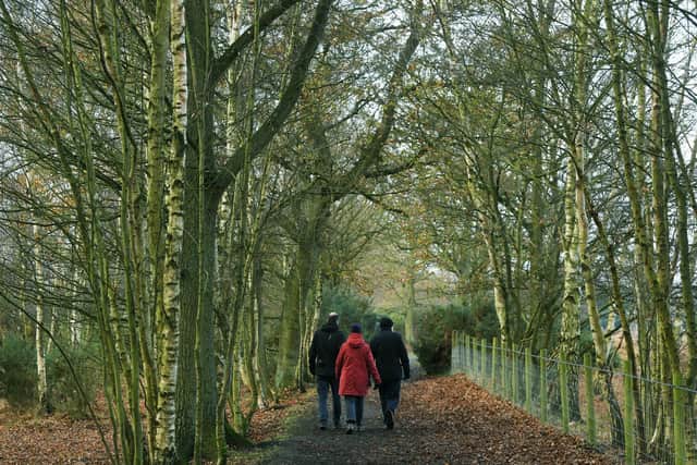 Woodland walking in Yorkshire