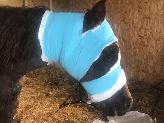 The pony which was attacked by dogs in an attack it was unable to survive in Doncaster earlier this month