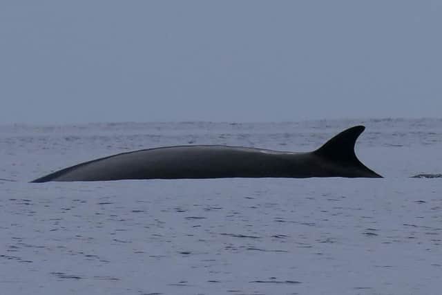 A minke whale off the UK coast. Picture: SWNS