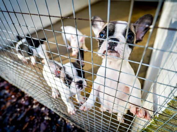 Rising demand for puppies during lockdown is prompting criminals to steal dogs for breeding, experts say. Picture: Beth Walsh/Dogs Trust