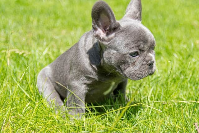 Desirable breeds such as French Bulldogs are more likely to be stolen. Picture: SWNS