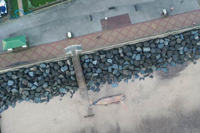 A whale carcass near the sea wall at Withernsea's South Promenade (photo: Rob Deaville, CSIP)