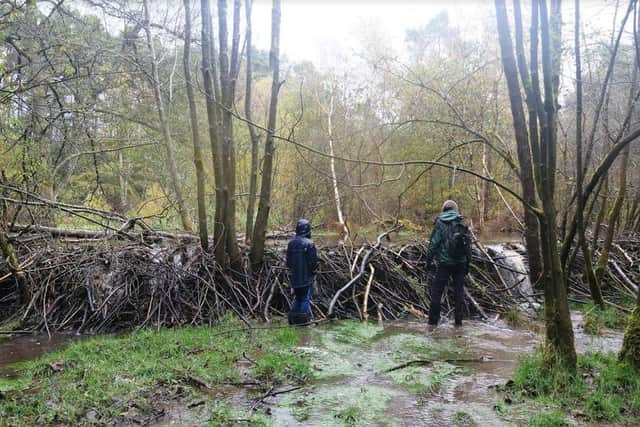 The beavers have built a dam up to 6ft high and more than 200ft long