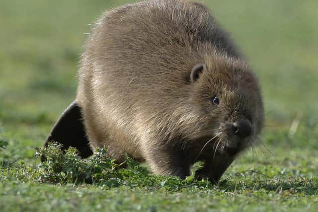 Beavers are the engineers of the animal world  Picture: Barry Batchelor/PA Wire
