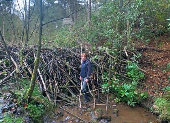 Cath Bashforth by the beavers' dam in Cropton Forest