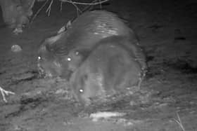 The two baby beavers were finally caught together on CCTV