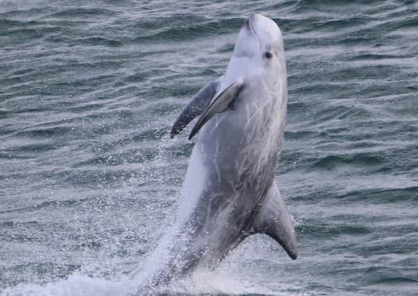 Undated handout photo issued by the Wildlife Trusts of a Risso's dolphin breaching. In their annual review of the UK's coasts, Wildlife Trusts across the country reported a surge of public interest in marine life and coastal species in a year of seaside staycations due to the pandemic