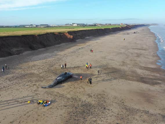 One of the whales being examined at Withernsea (photo: Rob Deaville, CSIP)