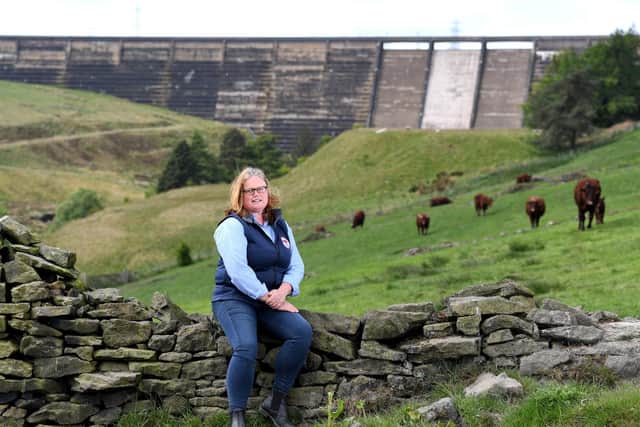 Rachel Hallos pictured with her Salers Cattle at her farm at Ripponden...17th May 2020..Picture by Simon Hulme