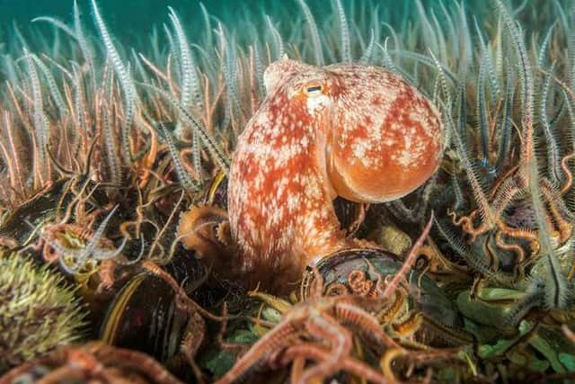 Curled octopus (Eledone cirrhosa) amongst a horse mussel bed (Modiolus modiolus) Shetland, Scotland  Credit: SCOTLAND:The Big Picture