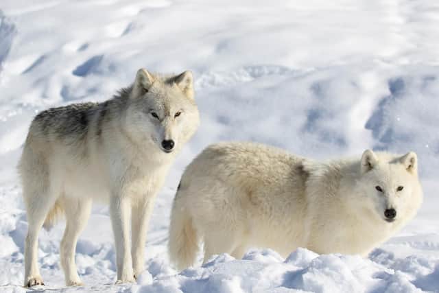Arctic wolves are featured on the show. Photo: PA Photo/iStock.