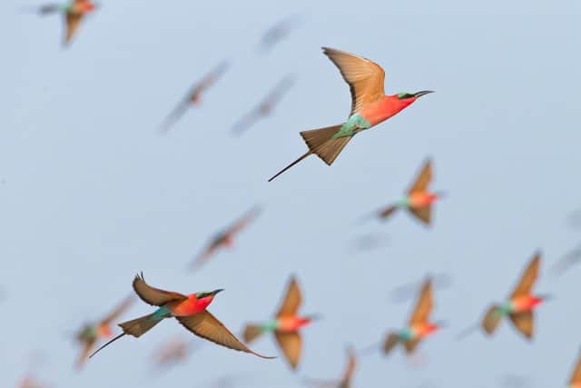 Carmine bee eaters. Picture: PA Photo/iStock